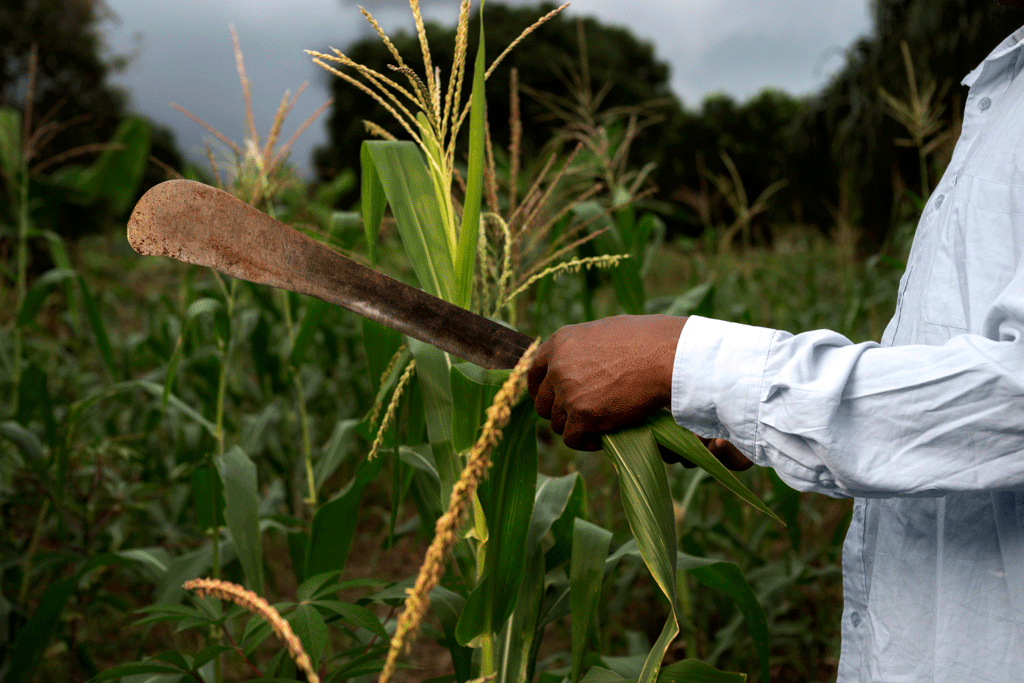 Agricultural Mechanization for Efficient Farming in Dry Regions of Chad || Abollo Agricultural Machinery