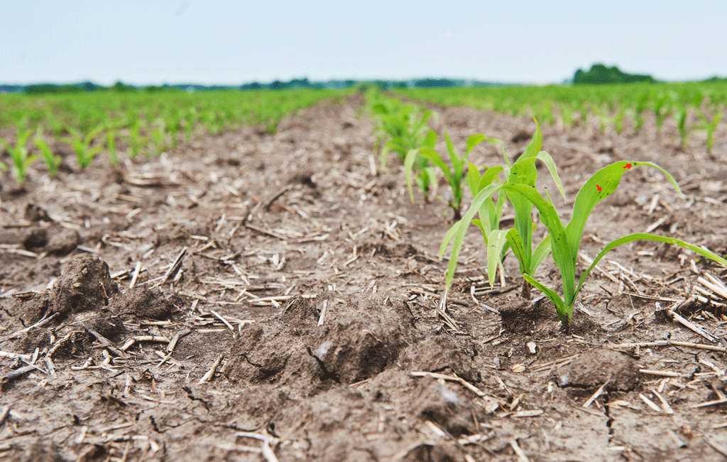 Sorghum Fields in Chad's Agricultural Regions || Abollo Agricultural Machinery