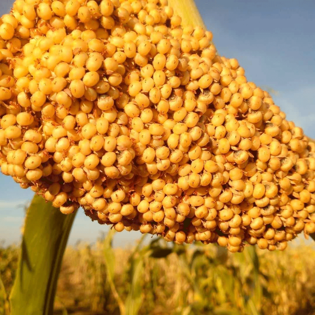 Sorghum Harvesting in Chad || Abollo Agricultural Machinery