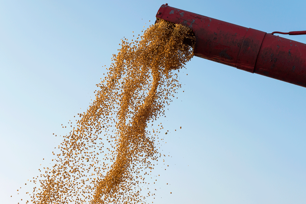 Sorghum Threshing and Grain Separation || Abollo Agricultural Machinery