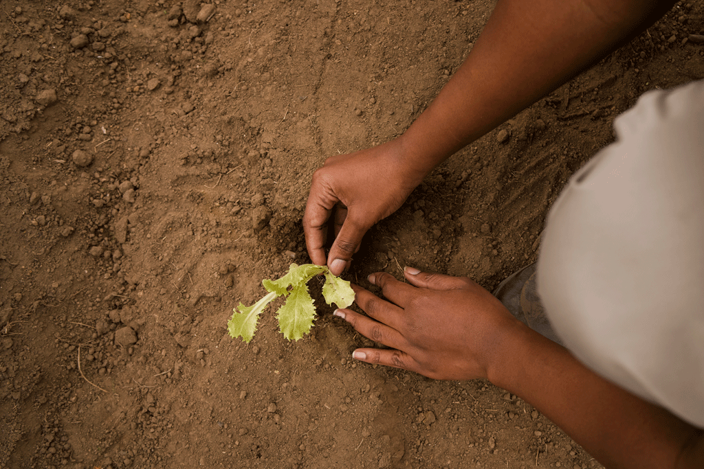 How to Prepare Agricultural Land in Ethiopia || Abollo Agricultural Machinery