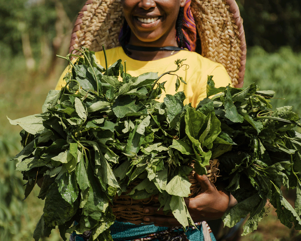 Agricultural Machinery in Ethiopia: A Complete Guide for Modern Farming || Abollo Agricultural Machinery