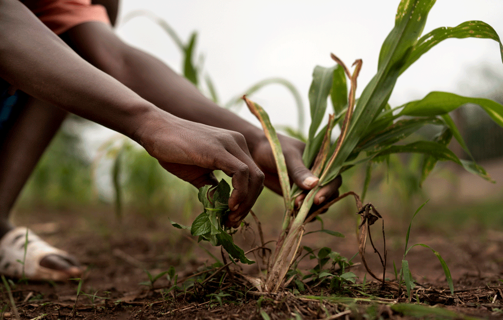 Agricultural Machinery in Ethiopia: A Complete Guide for Modern Farming || Abollo Agricultural Machinery