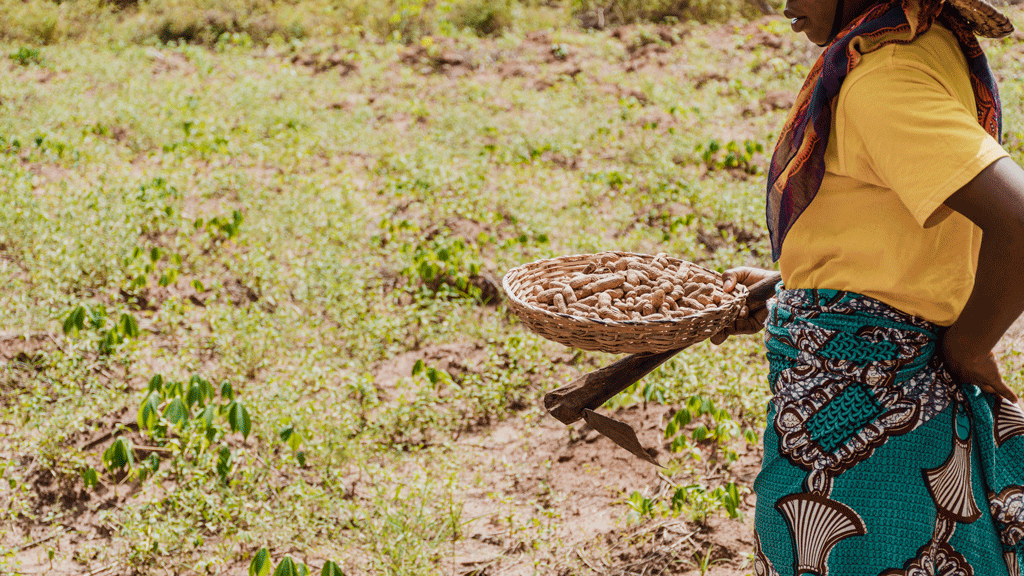 Agricultural Machinery in Ethiopia: A Complete Guide for Modern Farming || Abollo Agricultural Machinery