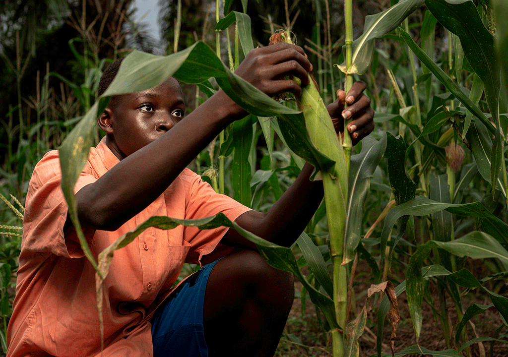 Land Preparation for Maize Farming in Kenya || Abollo Agricultural Machinery