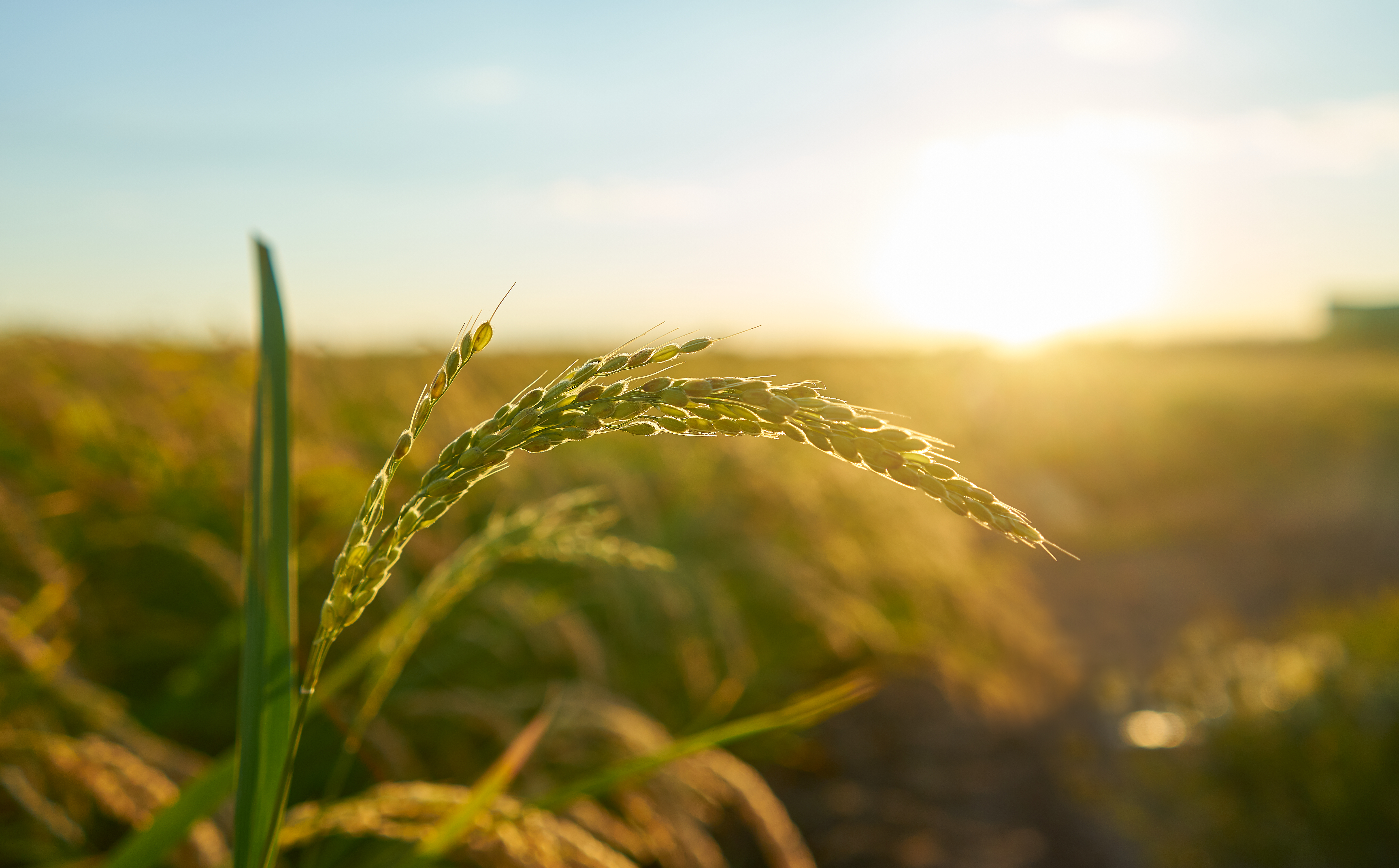Turkish agricultural machinery prepared for export to Egypt || Abollo Agricultural Machinery
