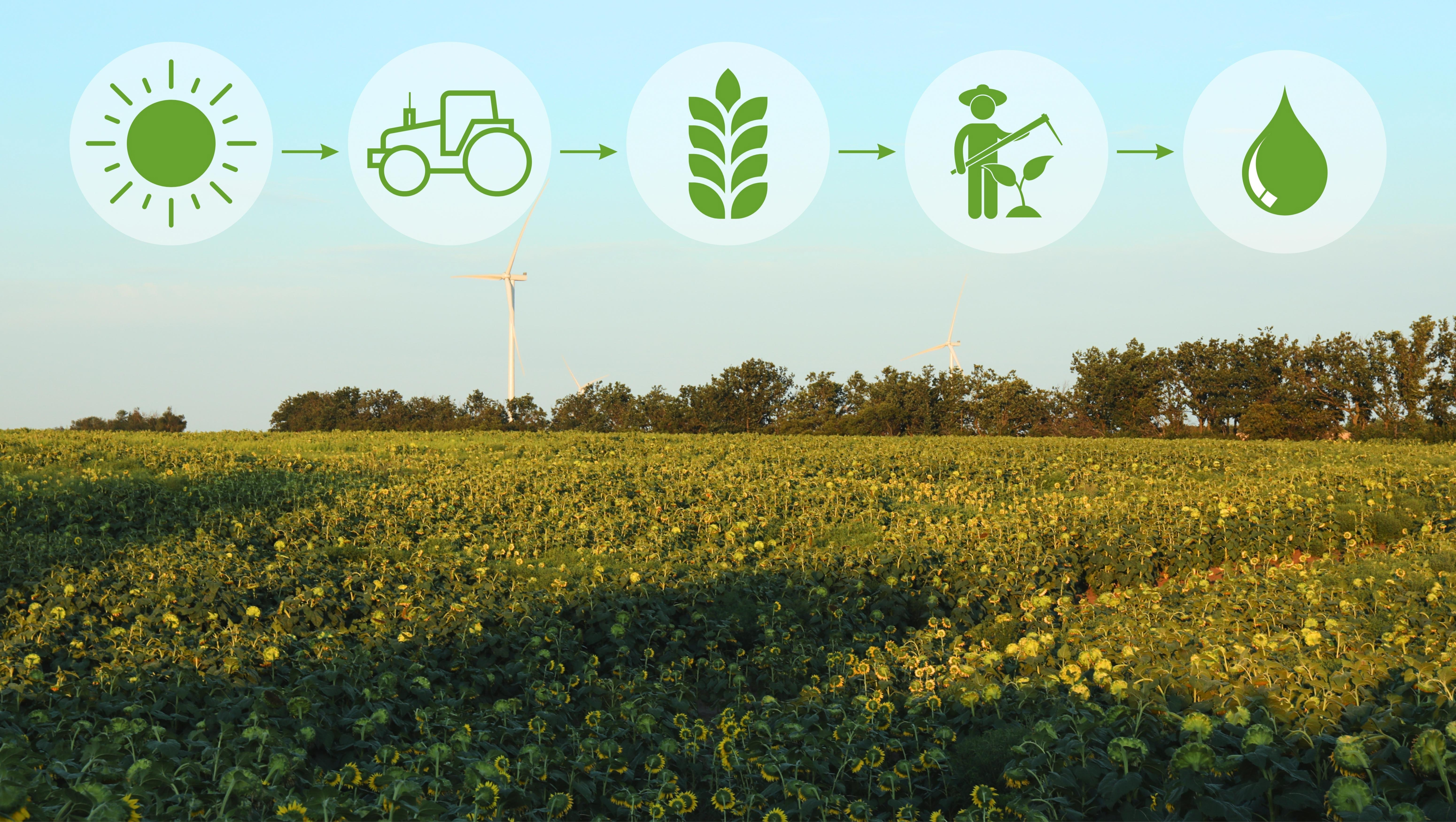 Disc harrow and plough working in Egyptian farmland || Abollo Agricultural Machinery