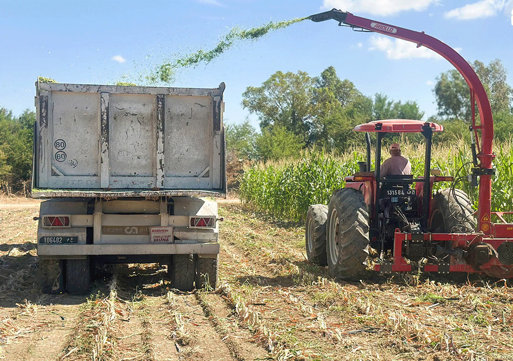 Two Rows Maize Chopper Harvesting Maize for Silage in Tunisia || Abollo Agricultural Machinery
