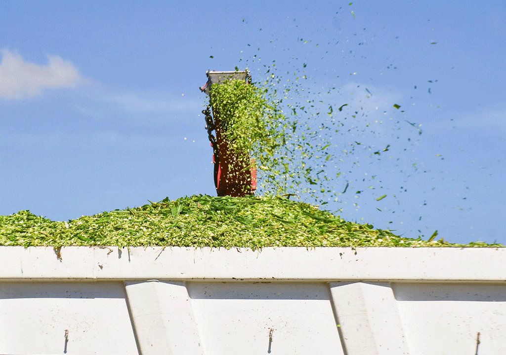Maize Silage Discharge from the ABOLLO Two Rows Maize Chopper || Abollo Agricultural Machinery