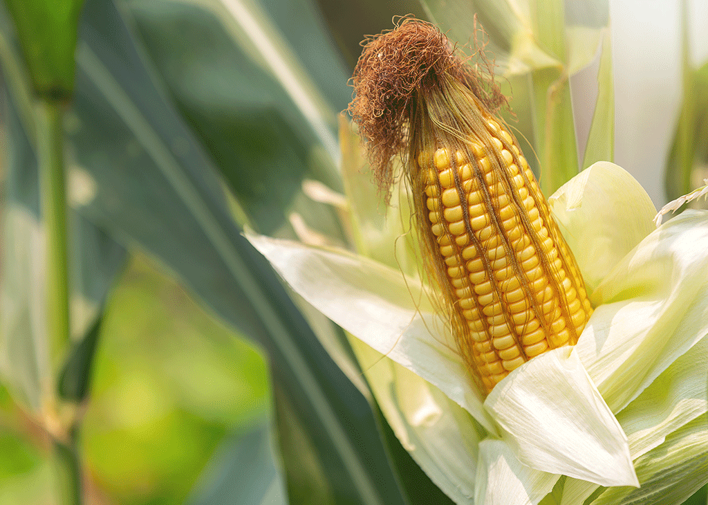 10-mistakes-causing-yield-loss-in-corn-silage-expert-guide-for-quality-silage | Abollo Agricultural Machinery
