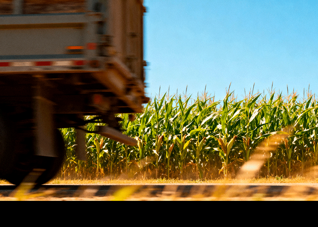 10-mistakes-causing-yield-loss-in-corn-silage-expert-guide-for-quality-silage | Abollo Agricultural Machinery