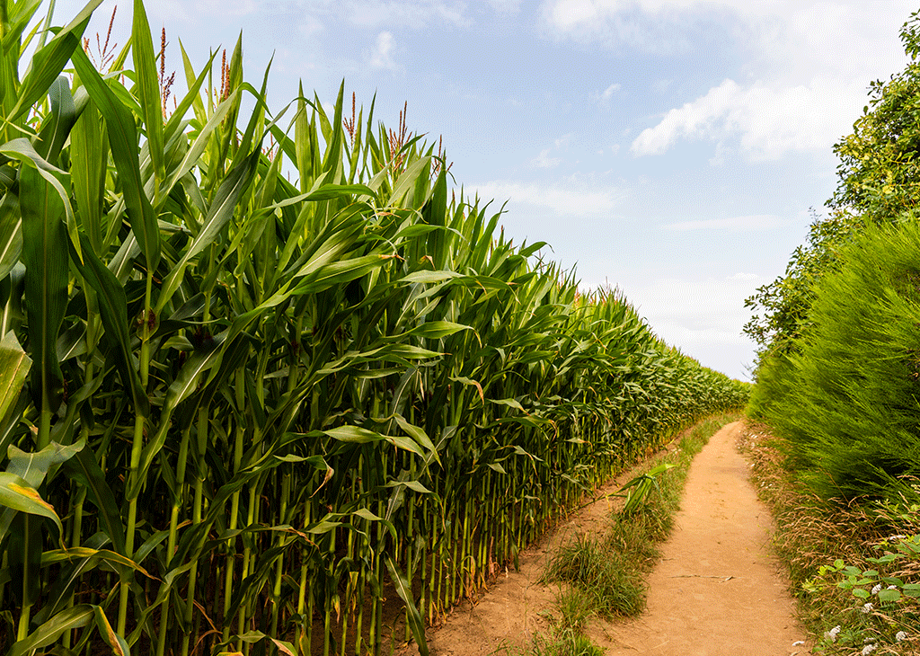 10-mistakes-causing-yield-loss-in-corn-silage-expert-guide-for-quality-silage | Abollo Agricultural Machinery